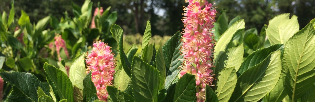 Ornamental, Shrub, Summersweet, Hummingbird Plant, Sweet Pepperbush