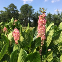 Ruby Spice Clethra flower