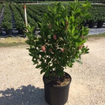 Ornamental, Shrub, Summersweet, Hummingbird Plant, Sweet Pepperbush