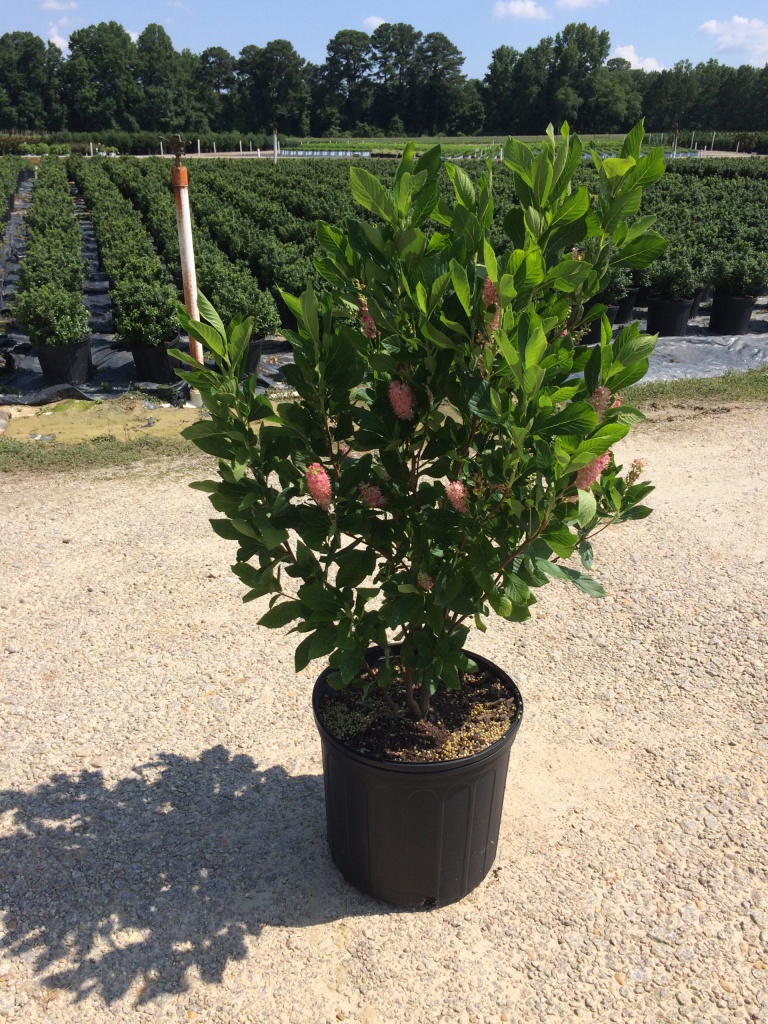 Ornamental, Shrub, Summersweet, Hummingbird Plant, Sweet Pepperbush