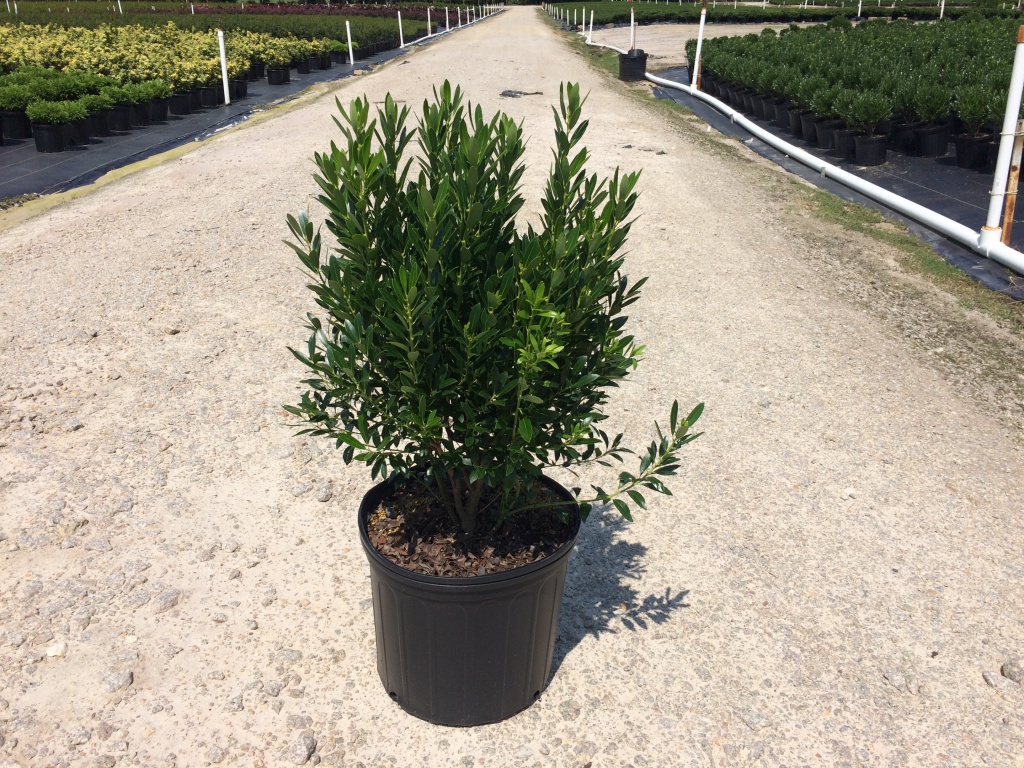 Ornamental, Shrub, Inkberry Holly