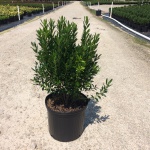 Ornamental, Shrub, Inkberry Holly