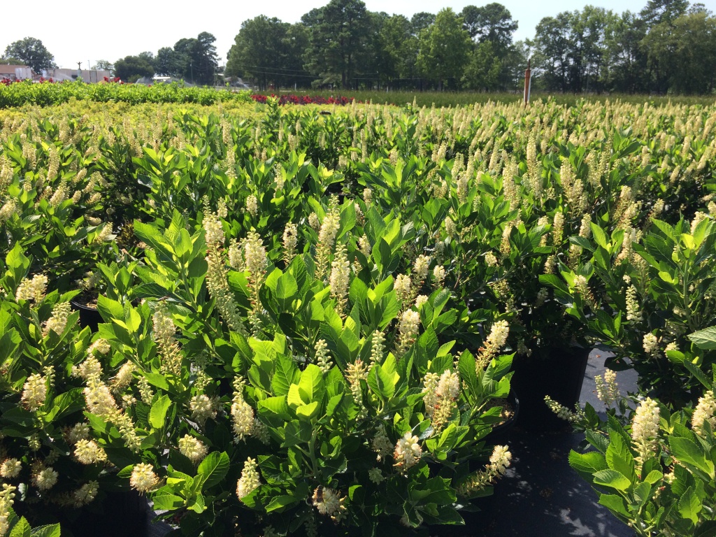 Ornamental, Shrub, Summersweet, Hummingbird Plant, Sweet Pepperbush