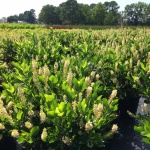 Ornamental, Shrub, Summersweet, Hummingbird Plant, Sweet Pepperbush