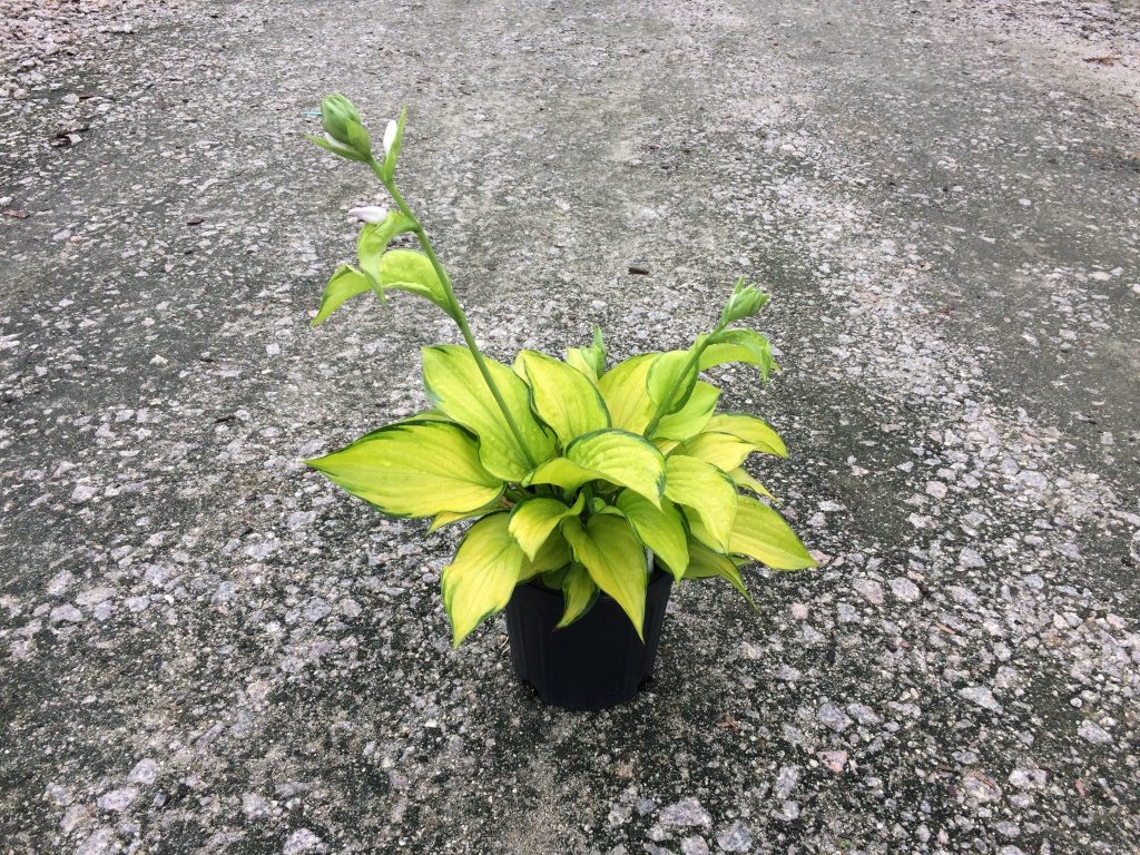 Perennial, Plantain Lily
