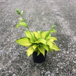 Perennial, Plantain Lily