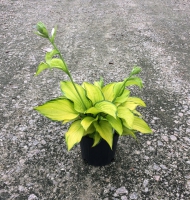 Stained Glass Hosta