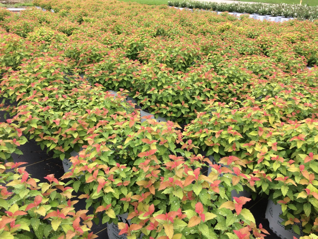 Ornamental, Shrub, Proven Winners, PW, Spiraea