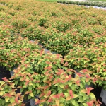 Ornamental, Shrub, Proven Winners, PW, Spiraea