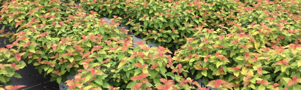 Ornamental, Shrub, Proven Winners, PW, Spiraea