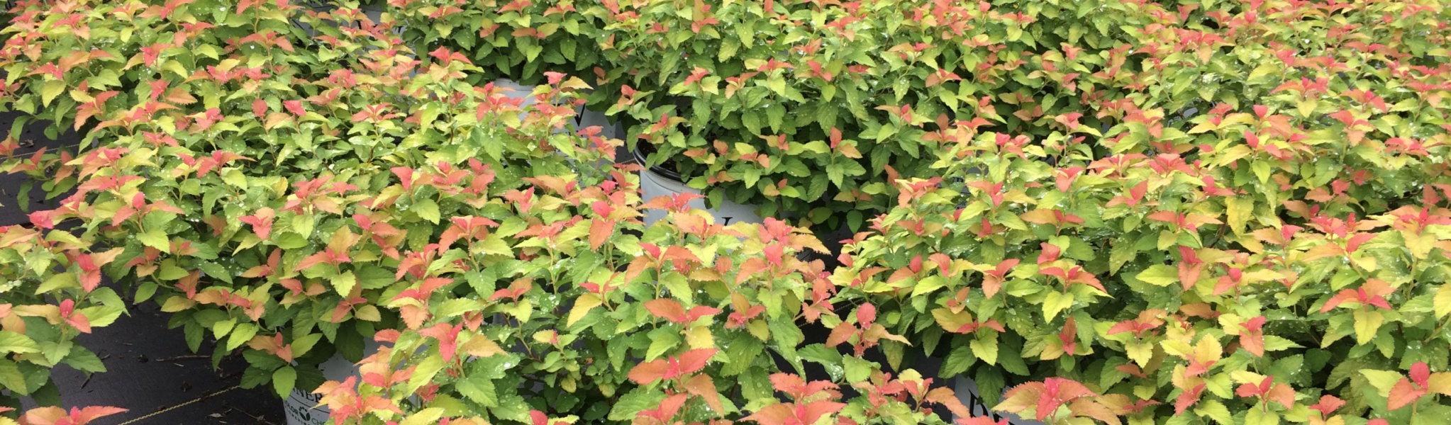 Candy Corn Spirea