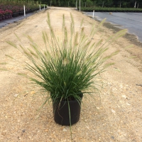 Cassian Fountain Grass