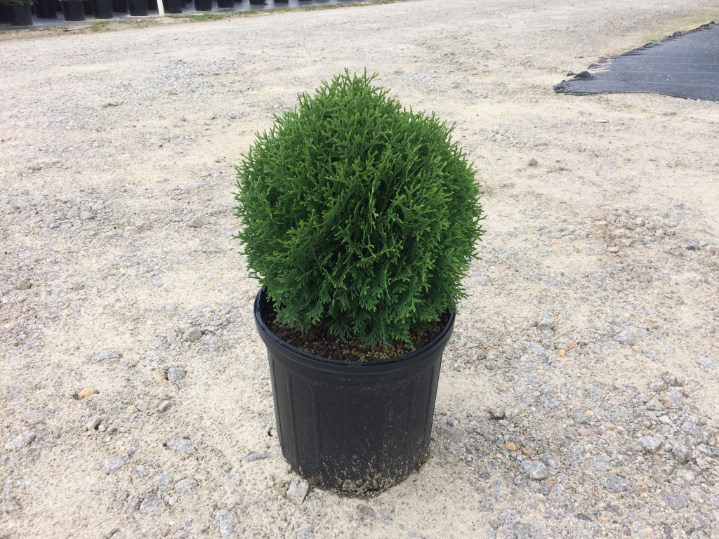 Ornamental, Shrub, Arborvitae