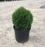 Little Giant Arborvitae