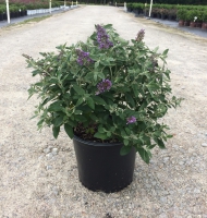 Blue Heaven Buddleia