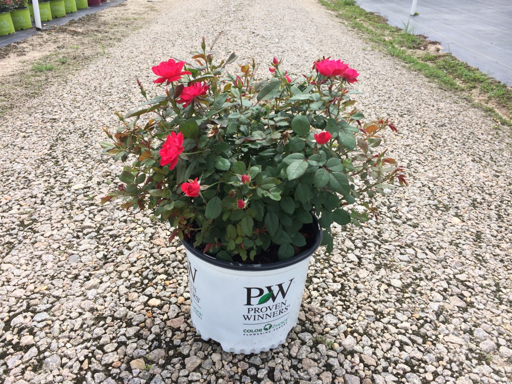 Ornamental, Shrub, Proven Winners, PW, Rose