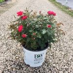 Ornamental, Shrub, Proven Winners, PW, Rose