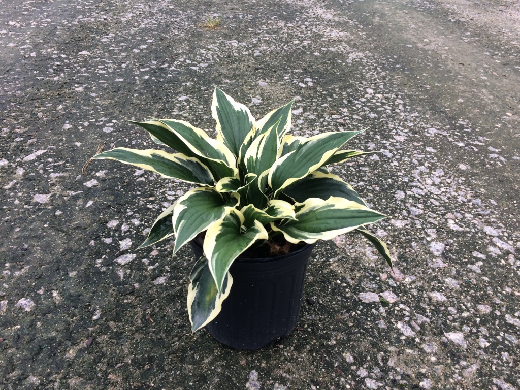 Perennial, Plantain Lily