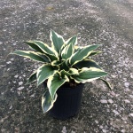 Perennial, Plantain Lily