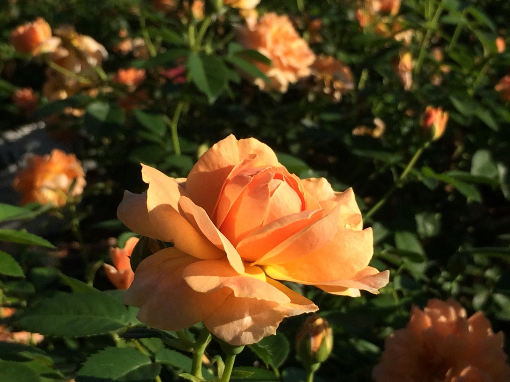 Ornamental, Shrub, Proven Winners, PW, Rose