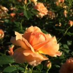 Ornamental, Shrub, Proven Winners, PW, Rose