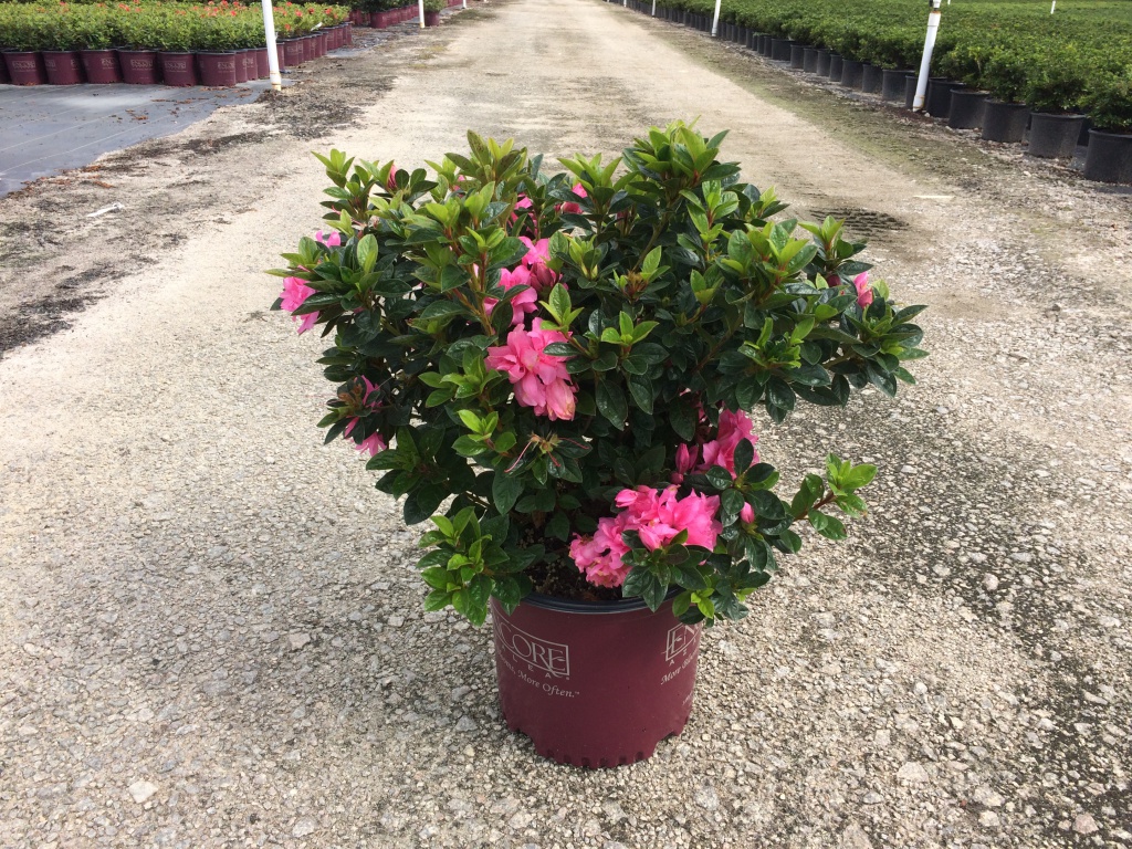 Encore, Ornamental, Shrub, Rhododendron