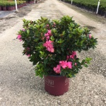 Encore, Ornamental, Shrub, Rhododendron