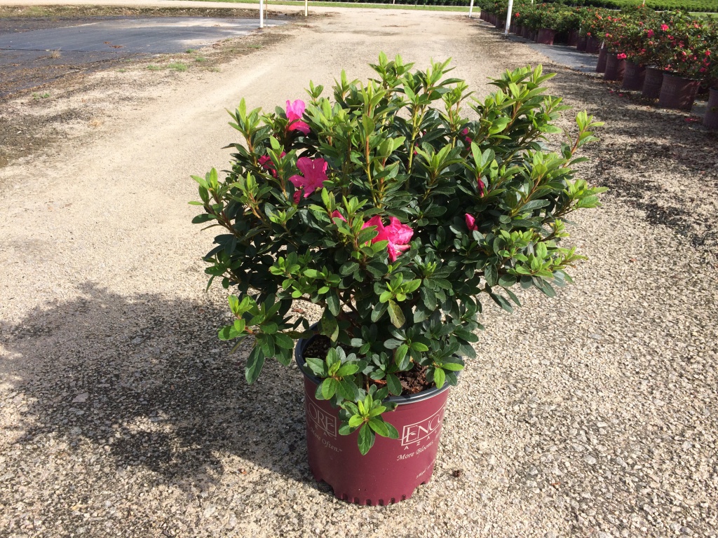Encore, Ornamental, Shrub, Rhododendron