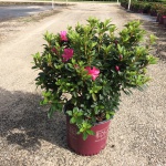 Encore, Ornamental, Shrub, Rhododendron