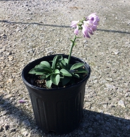 Blue Mouse Ears Hosta