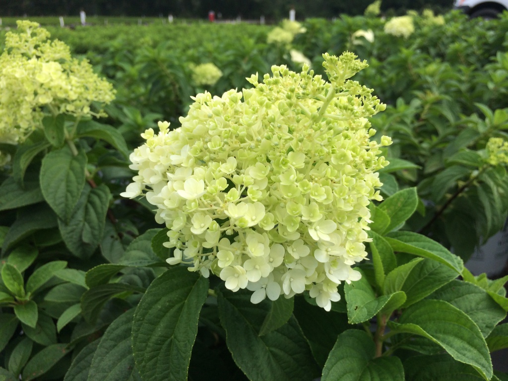 Bobo® Hydrangea
