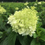 Bobo® Hydrangea