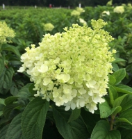 Bobo Hydrangea