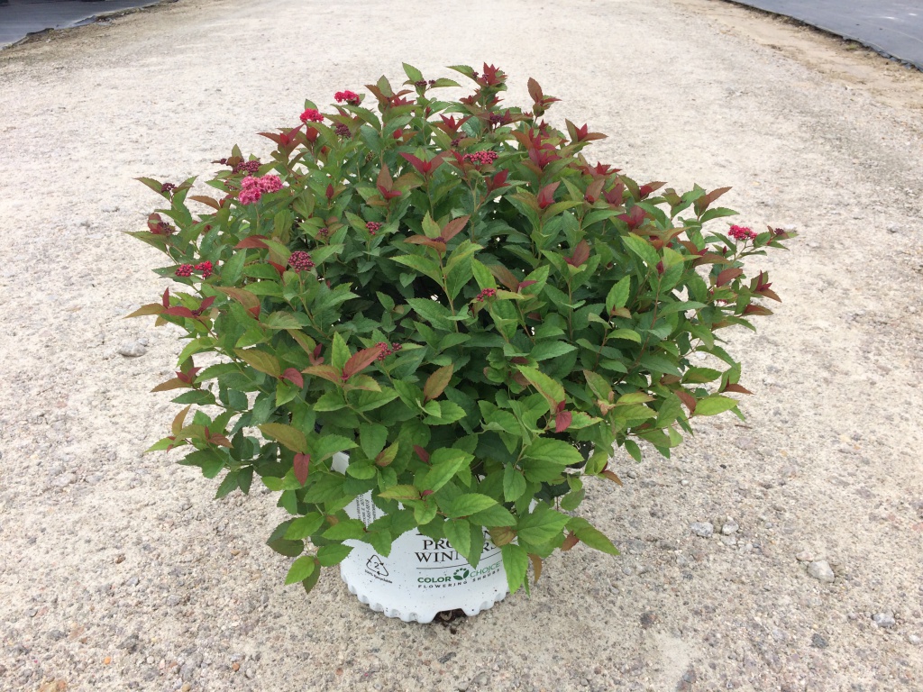 Ornamental, Shrub, Proven Winners, PW, Spiraea