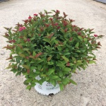 Ornamental, Shrub, Proven Winners, PW, Spiraea