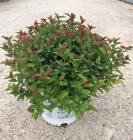 Double Play Doozie® Spirea