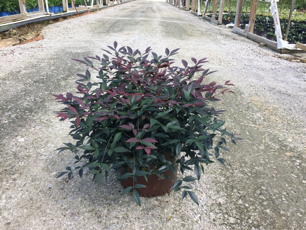 Ornamental, Shrub, Southern Living