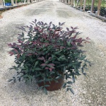 Ornamental, Shrub, Southern Living