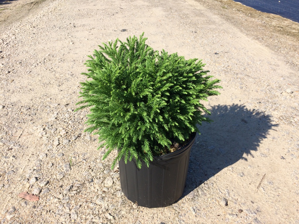 Ornamental, Shrub, Japanese Cedar