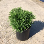 Ornamental, Shrub, Japanese Cedar
