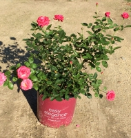 Grandmas Blessing®Easy Elegance Rose