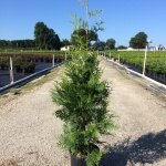 Ornamental, Shrub, Tree, Arborvitae