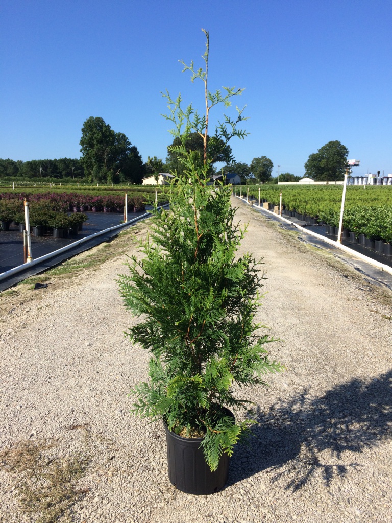 Ornamental, Shrub, Tree, Arborvitae