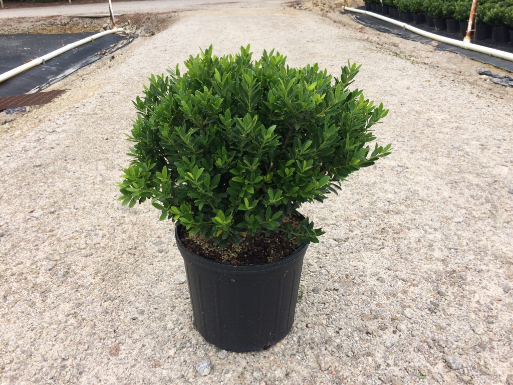 Ornamental, Shrub, crenata, Japanese Holly