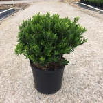 Ornamental, Shrub, crenata, Japanese Holly