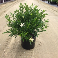 Frostproof Gardenia