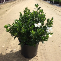 Kleims Hardy Gardenia