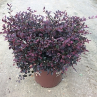 Purple Diamond Loropetalum