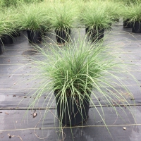 Carex Evergold