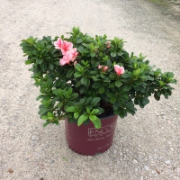 Autumn Sunburst™ Encore® Azalea